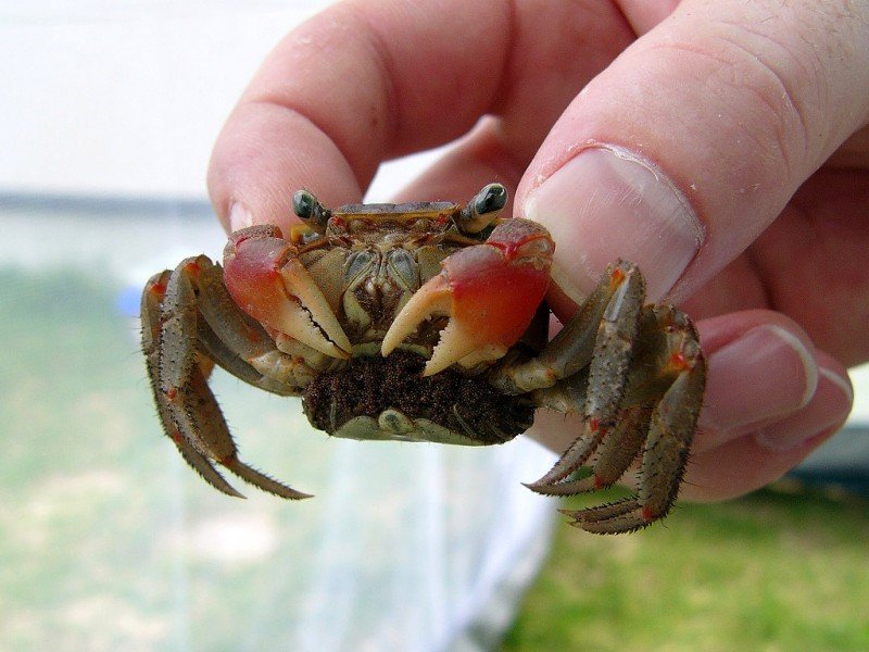 мангровый краб щупальца