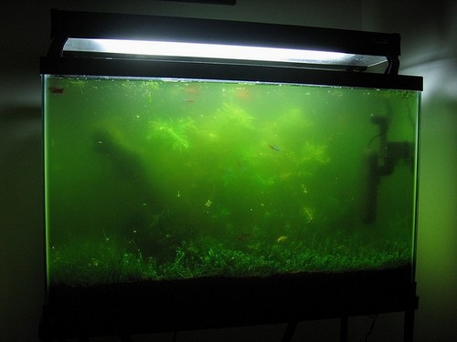 мутная жесткая вода