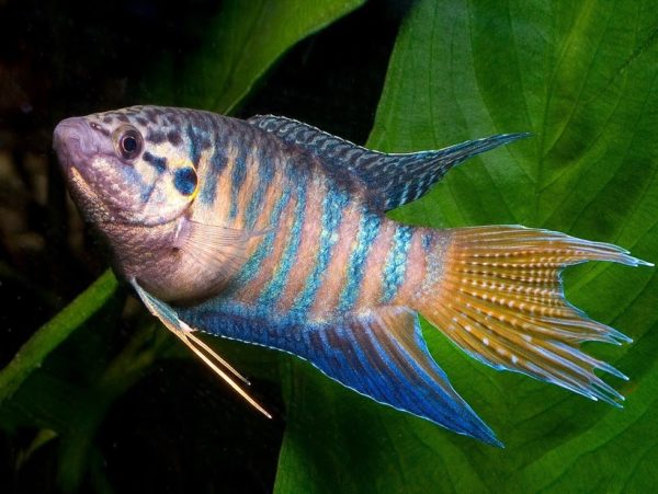 Макропод обыкновенный macropodus-opercularis