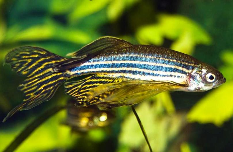 Данио рерио (Danio rerio)