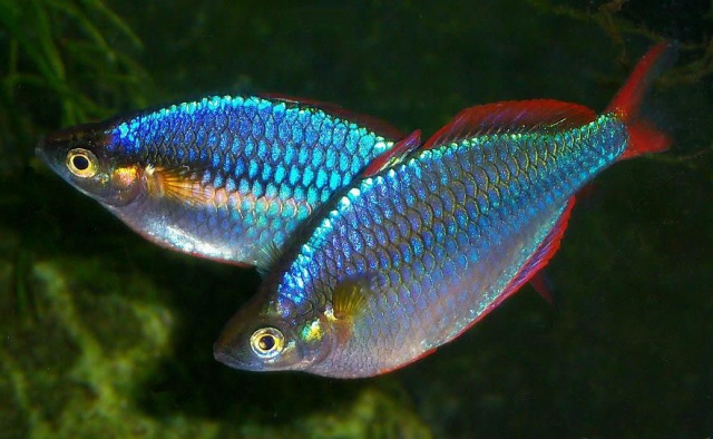 Меланотения неоновая (Melanotaenia praecox)