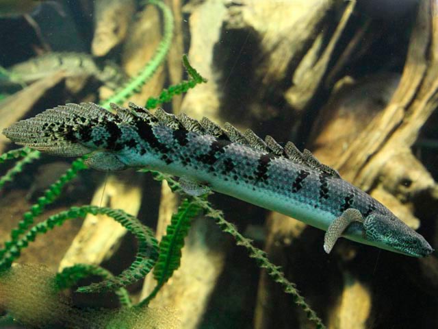 Семейство Многопёровые (Polypteridae)