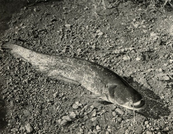 Семейство Сомы́ (Silurus)