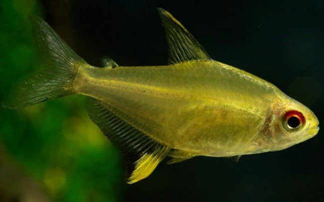 Семейство Харациновые (лат. Characidae)