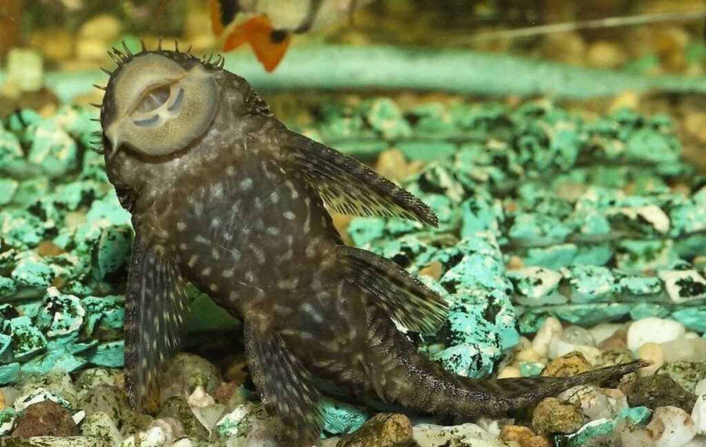 https://aquascapeclub.com/ru/wp-content/uploads/2023/09/14.jpg